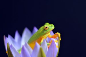 Dainty tree frogs sometimes sleep in waterlily flowers