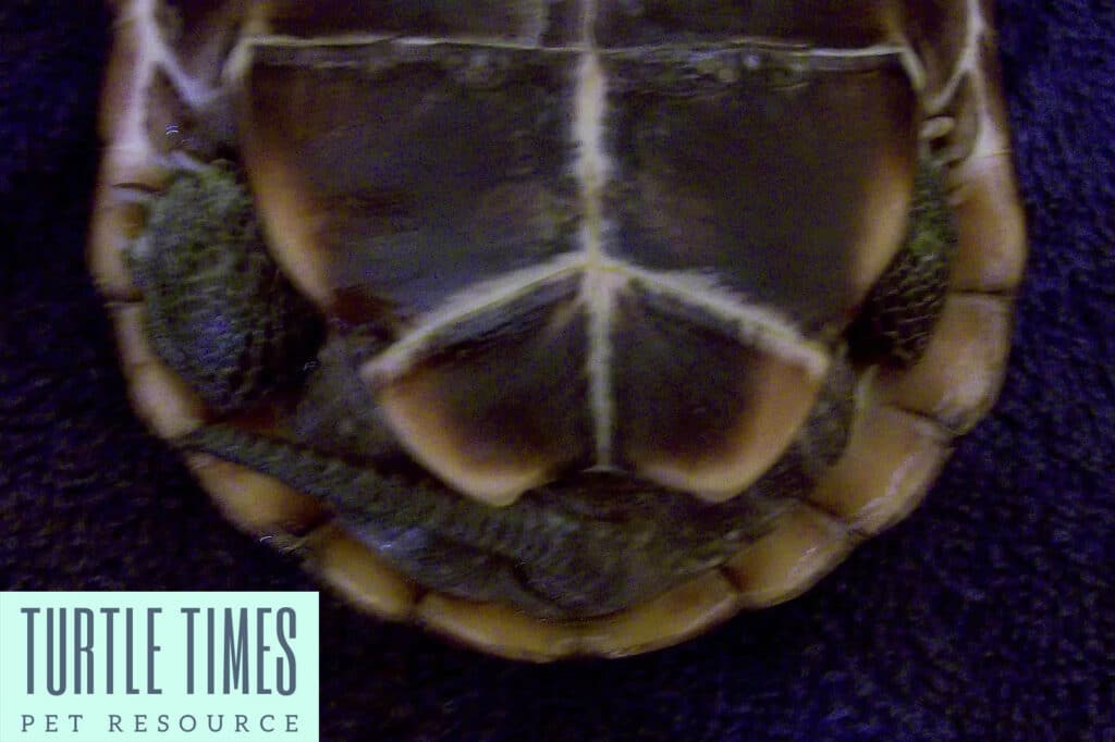 Female Reeves Turtle Sexing