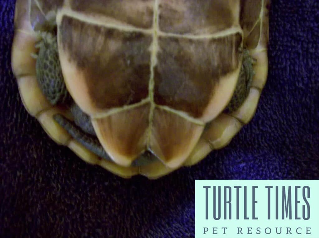 Male Reeves Turtle Sexing