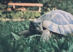 Pet Turtle In Grass