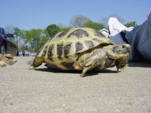 Adult turtle crawling on the street