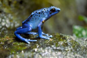 Poisonous blue frog