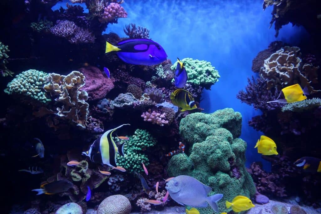 Photo inspiration: Picture Idea: Saltwater Tank Setup New Saltwater Aquarium