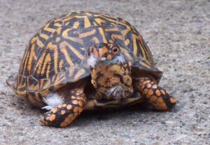 Adult turtle playing on the feathers with itchy shell
