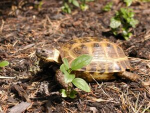 a turtle crawling on the ground