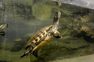 Close-Up Shot of a Turtle Swimming in the Aquarium