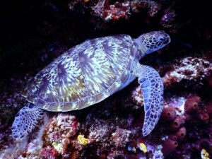 Turtle swimming inside the aquarium