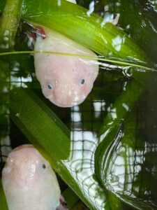 Two White Axolotls In Outdoor Pond