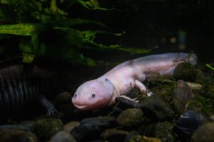 What is the Cost of an Axolotl