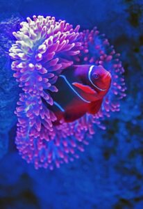 clownfish pokes its head out of a sea anemone