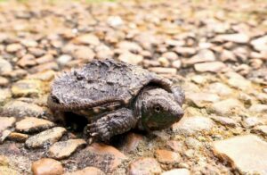 A small snapping turtle sitting on top of a rock