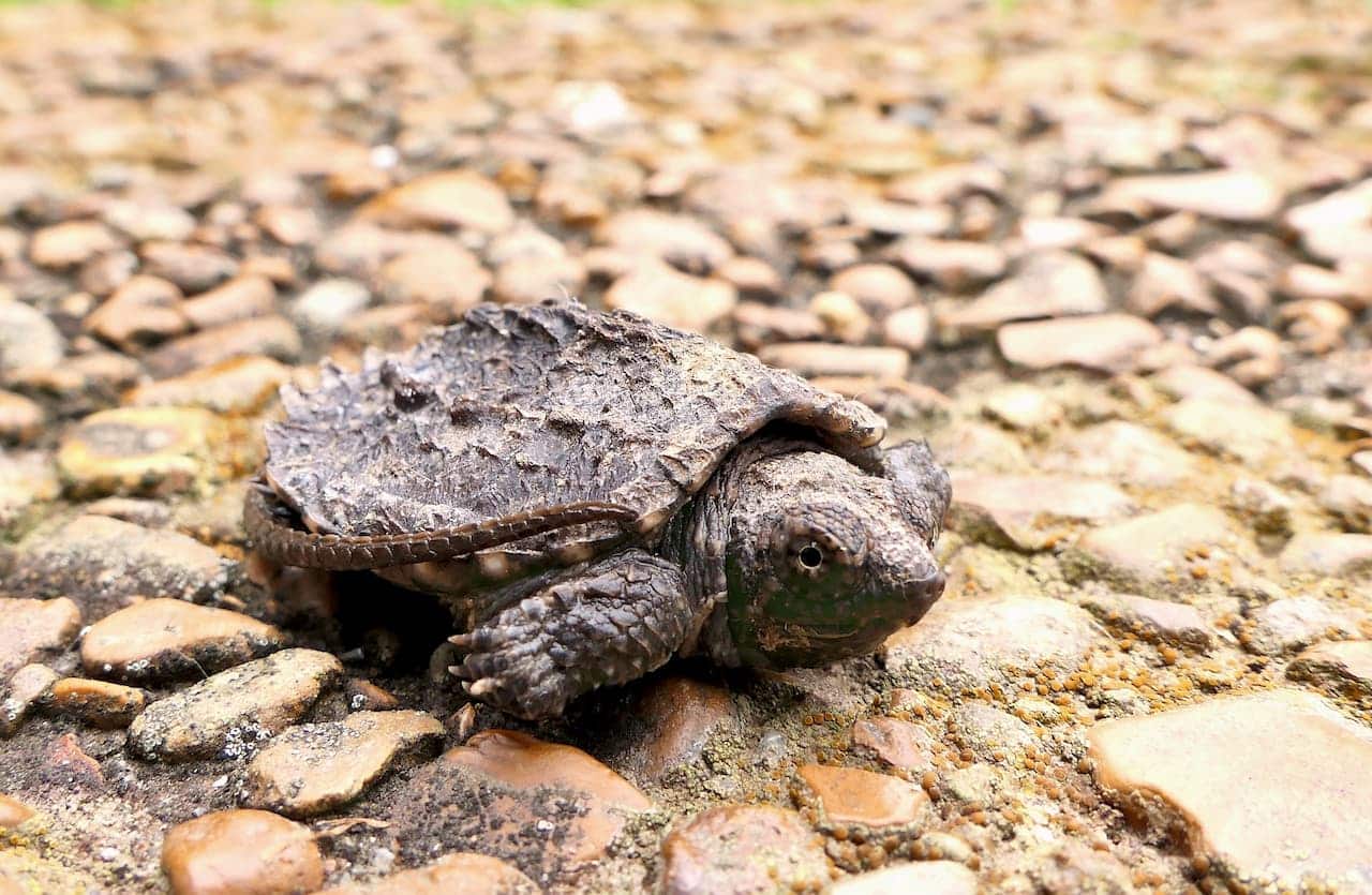 Snapping Turtles