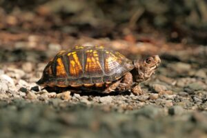 Small Bog Turtle crawling in the ground