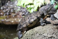 Bog turtles in the pond