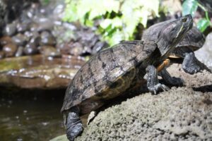 Bog turtles in the pond