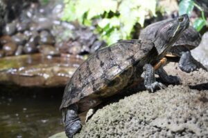 Bog turtles in the pond