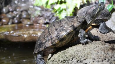 Bog turtles in the pond