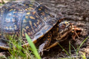 Box turtle crawling on the grass