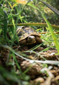 Box Turtle In The Garden