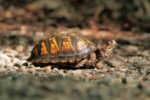 Box turtle crawling on the ground