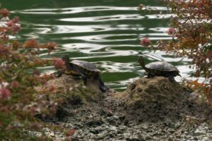 Cooter turtle