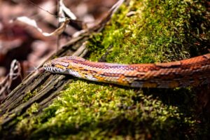 Corn Snake In The Wild