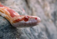 Corn snakes in San Luis Obispo