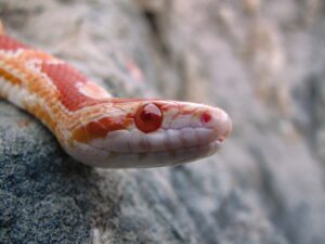 Corn snakes in San Luis Obispo