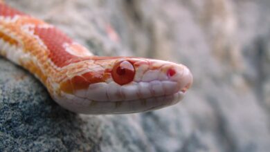 Corn snakes in San Luis Obispo