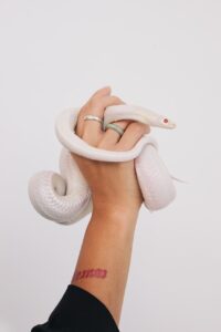 Dealing With Non-Venomous Snake Bites Holding Snake