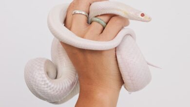 Dealing With Non-Venomous Snake Bites Holding Snake