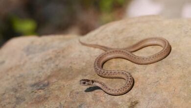 Dekay’s Brown Snake Storeria Dekayi - Snakes Of Maryland