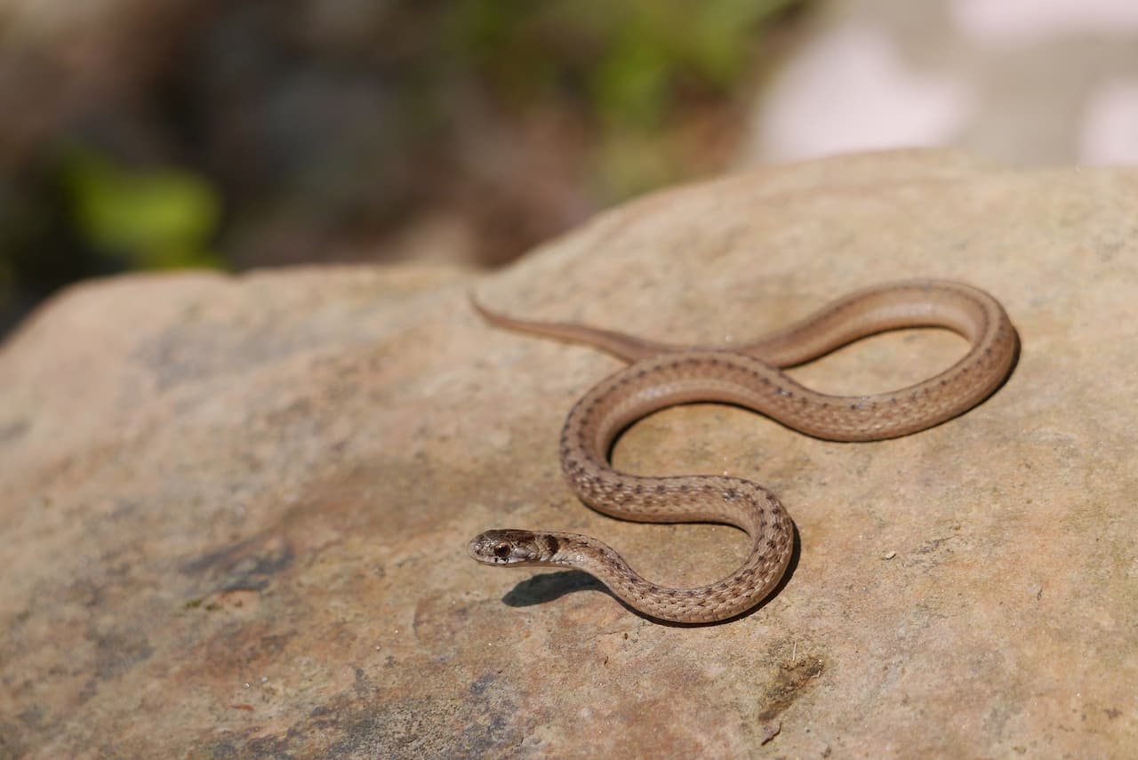 Dekay’s Brown Snake Storeria Dekayi