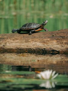 Disinfecting Turtle Tortoise Tanks