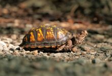 Disinfecting Turtle Tortoise Tanks Box Turtles
