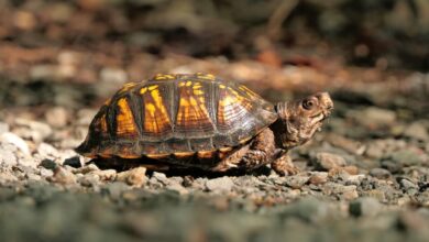 Disinfecting Turtle Tortoise Tanks Box Turtles