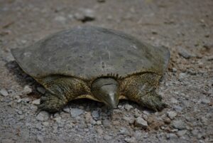 Softshell Turtle crawling on the ground