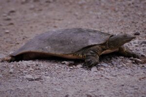 Eastern Spiny Softshell Turtle (side view)