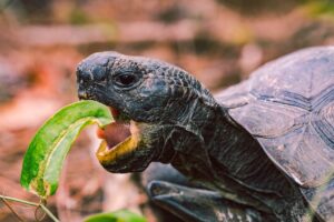 A turtle eating a piece of leaf