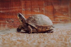 Emergency First Aid For A Wounded Turtle