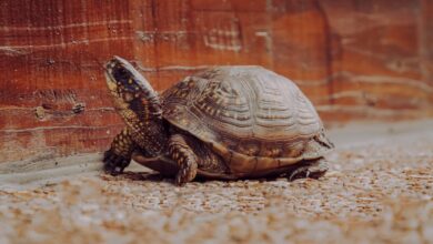 Emergency First Aid For A Wounded Turtle