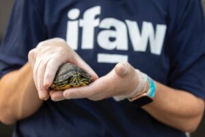 A person holding a baby turtle