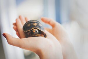 A little turtle in the hands of a person