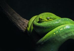 How To Tame A Pet Snake Green Tree Python