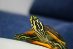 Yellow and black turtle