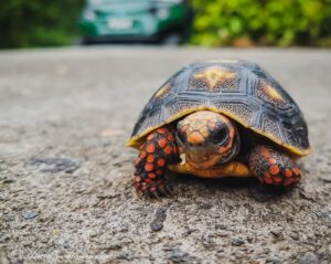 Little box turtle crawling in the road