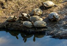 Black and Gray turtle crawling in the mud