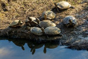 Black and Gray turtle crawling in the mud