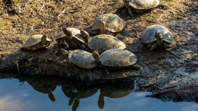 Black and Gray turtle crawling in the mud