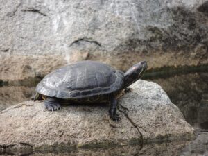 Black and yellow Mud turtle